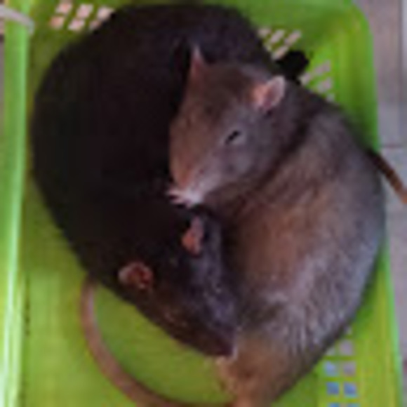 Meet your Posher, Rat - Picture 1 of 1